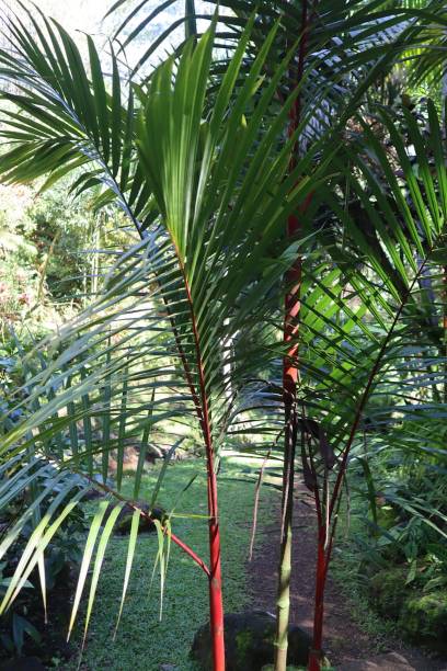 istock Lipstick palm (red sealing wax palm) trees in Kauai Hawaii 2169501289