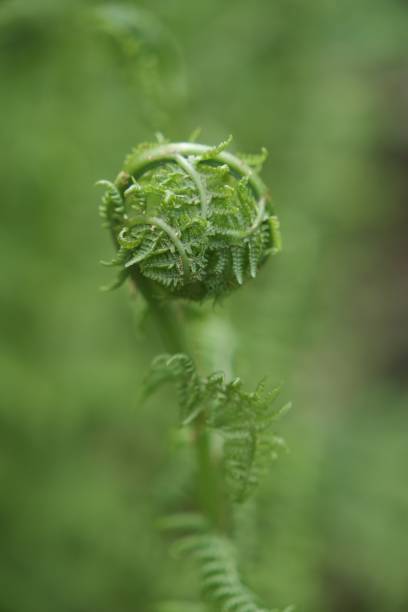 istock Fiddlehead green (fiddlehead fern) from a fledgling fern close-up 2169501827