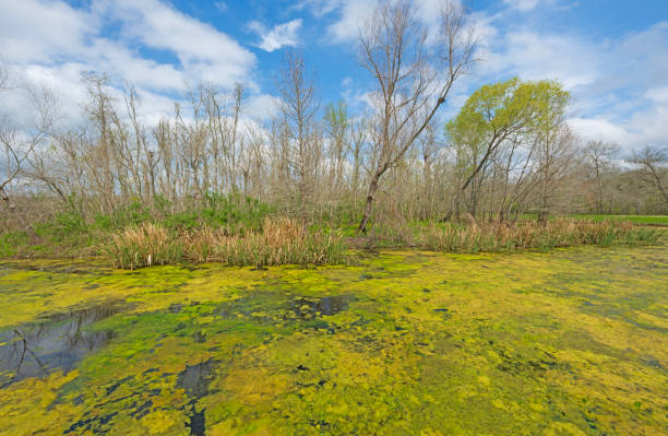 Algae Blloom Coverring a Wetland Pond in the Spring Sun in Brazos Bend State Park in Texas