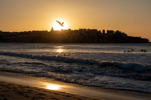 Sunrise Seagull A seagull flies across the sun at sunrise on the last day of winter at Bondi Beach. A number of surfers are visible on the water. This image was taken at the southern end of the beach on a cool and sunny morning at sunrise on 31 August 2024. bondi beach sunrise stock pictures, royalty-free photos & images