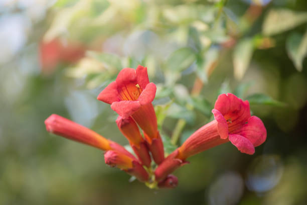 istock Tecoma flower on green natural bokeh in sunlight. 2169507390