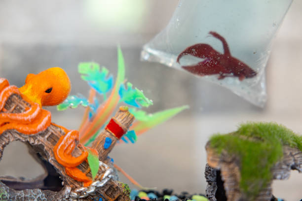 istock Beta Fish in a Plastic Bag inside New Aquarium 2169508457
