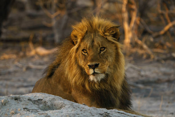 istock Male Lion Portrait 2169508547