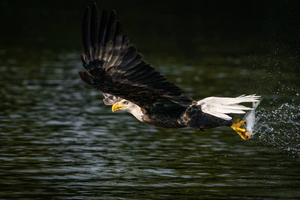 Eagle Snatching 280+ Va Claw Stock Photos, Pictures & Royalty-Free Images - iStock