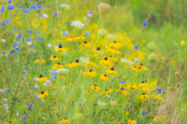 Blooming yellow Pinnate Prairie Coneflowers as the sun rises in Dixon Waterfowl Refuge.  Putnam County, Illinois, USA