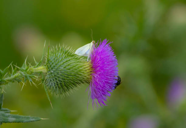 A moth perched on the spear thistle wild flower.