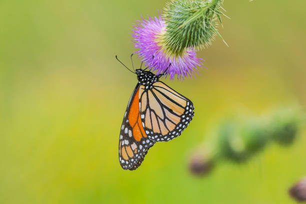 A monarch butterfly lights on  a wild flower.