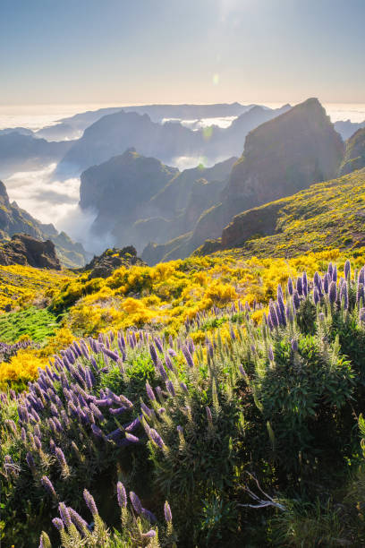 istock View from Pico do Arieiro, Portugal 2169509362