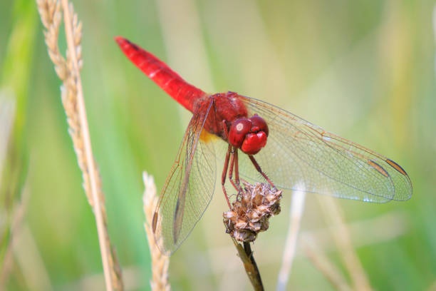 View of a Common scarlet dragonfly, Crocothemis erythraea, with wings spread he is drying his wings in the early, warm sun light