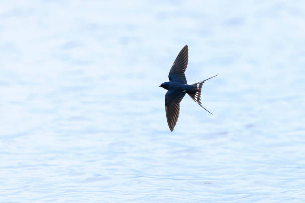 Common swift (Apus apus) flying among buildings. Common swift in the town.