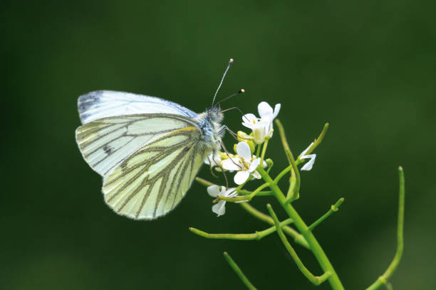 istock Green-veined white butterfly, Pieris napi,  resting in a meadow 2169509482