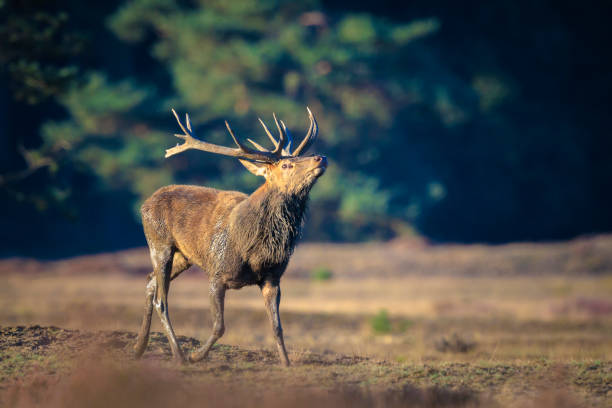 istock Male red deer, cervus elaphus, rutting during sunset 2169509504