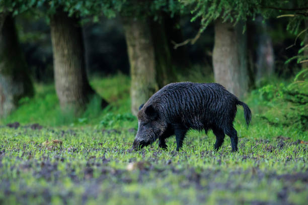 istock A wild boar, swine or pig, Sus scrofa, foraging in a forest during dusk. 2169509508