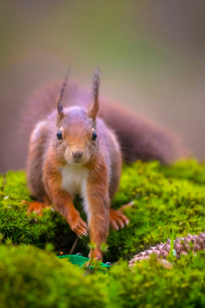istock Eurasian red squirrel, Sciurus vulgaris, in a forest 2169509511