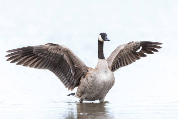 istock Canadian goose, Branta canadensis, cleaning 2169509533