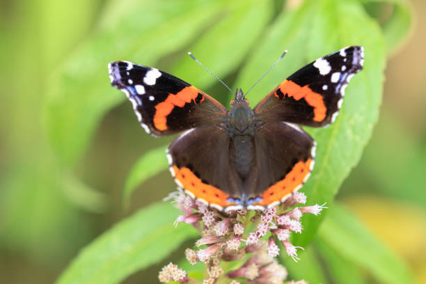 istock Red Admiral butterfly, Vanessa atalanta, resting 2169509575