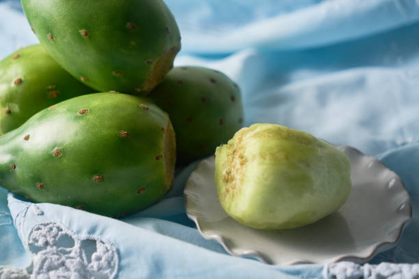 Drooping prickly pear discovered on the coast of Jeju. Opuntia monacanthos Haw
