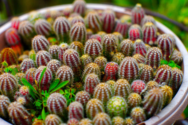 cactus in a pot