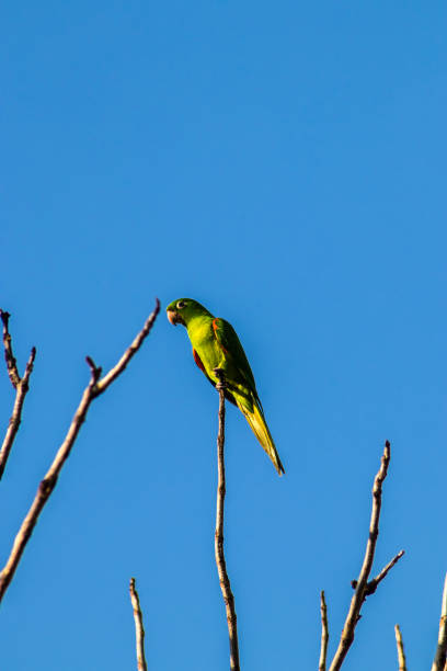 istock maritacas (Pionus) or brazilian parrots 2169513432