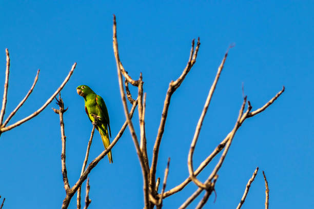 istock maritacas (Pionus) or brazilian parrots 2169513453