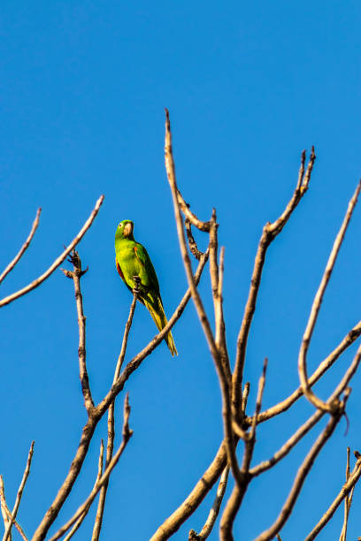 istock maritacas (Pionus) or brazilian parrots 2169513465