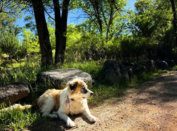 Mixed Breed Dog Resting in Summer Sunlight on Woodland Path