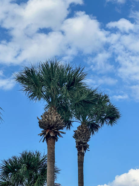 Tropical palm trees by vivid blue sky with white clouds