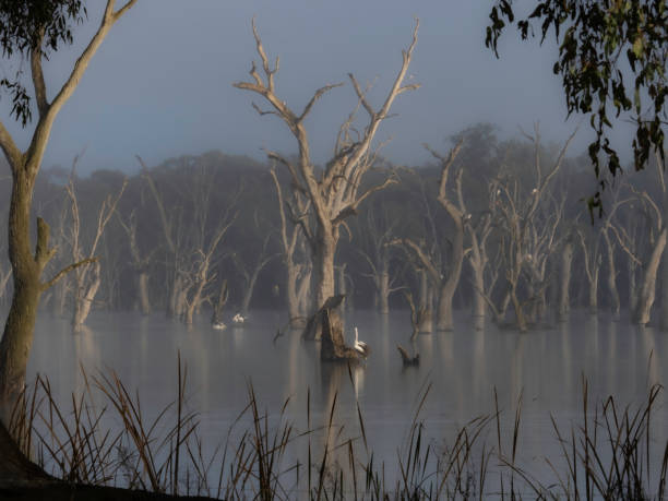 Pelicans in Gum Swamp - Forbes NSW