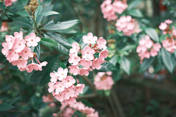 Soft Pink Blossoms in Nature This image captures clusters of soft pink flowers blooming on branches surrounded by rich green leaves. The flowers are small and delicate, creating a beautiful contrast against the deep green foliage. The background is softly blurred, emphasizing the gentle charm of the pink blossoms in their natural environment. pink flowering dogwood stock pictures, royalty-free photos & images