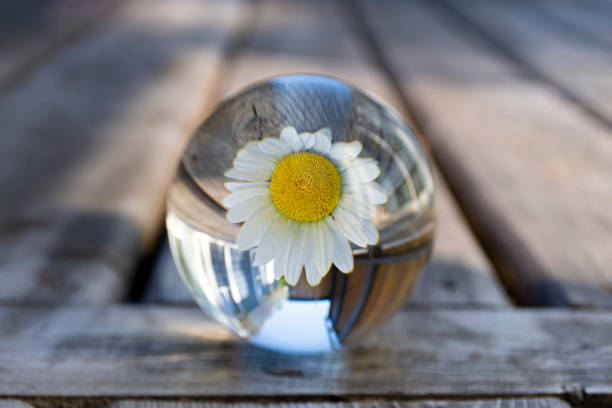 A creative image of a single white daisy seen through a photographic lens ball.
