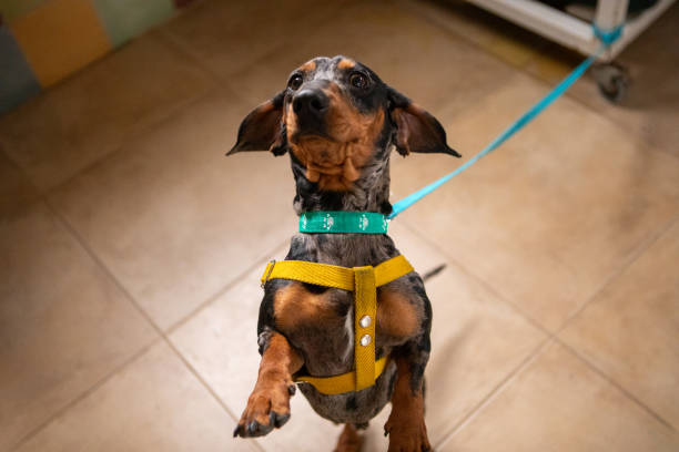 istock Dachshund waiting his turn at a veterinary clinic 2169528343