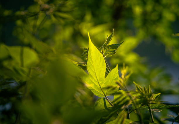 A bush leaf on a forest path