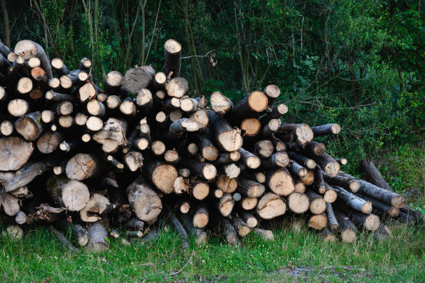 A close-up view of a neatly stacked pile of cut firewood logs, showcasing the textures and colors of the wood. The arrangement of the logs highlights the natural patterns and grain of the timber, evoking a rustic and earthy atmosphere.