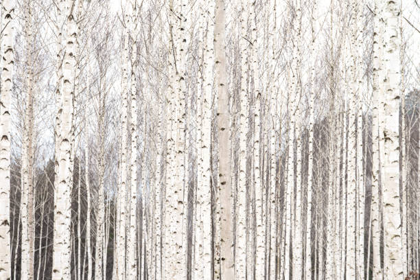 istock snow-covered forest of birch trees 2169529348