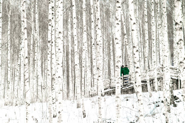 tranquil landscape in winter