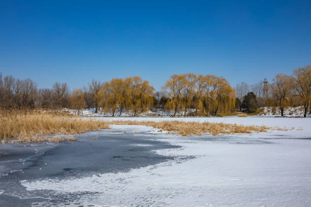 Outdoor ice skating rink with woodland background