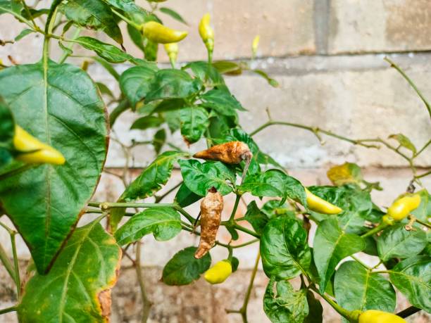 istock some chilies are rotting due to being attacked by pests 2169531633