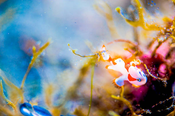 istock Philippines PG Island - Close-up of underwater creatures 2169531880