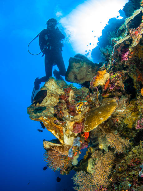 istock Philippines PG Island - Close-up of underwater creatures 2169531960