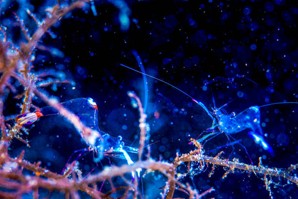 Sea shrimp in the aquarium. Inhabitants of the underwater world