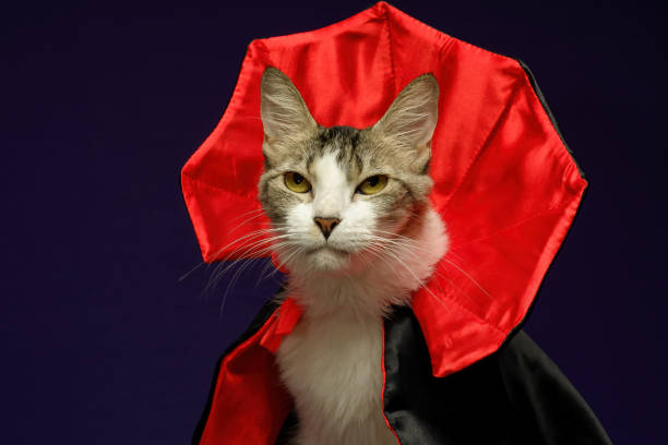 Cat in vampire costume for Halloween celebration. Purple background with copy space.