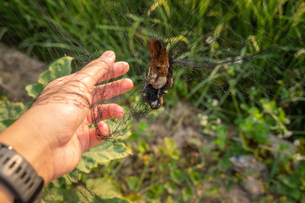 istock Someone hand trying to removing dead bird from tangled bird trap. 2169532905