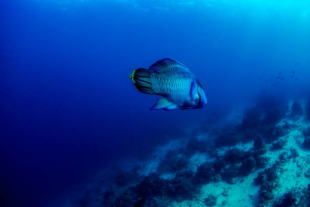 istock Philippines PG Island - Close-up of underwater creatures 2169533218