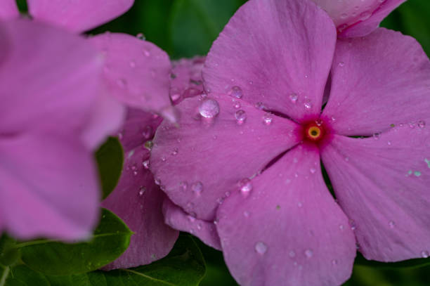 istock Water drops on flowers 2169534132