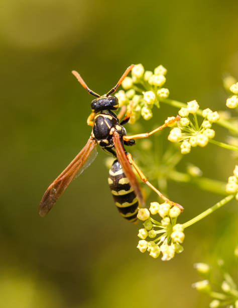 istock Wasp on a yellow flower. Macro 2169535658