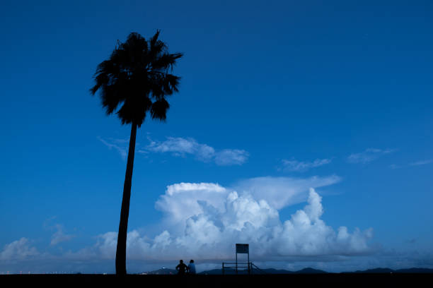 Palm trees and cumulonimbus clouds after sunset