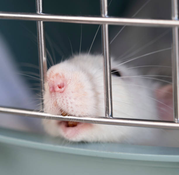 Medical Research: albino rat for animal experiments