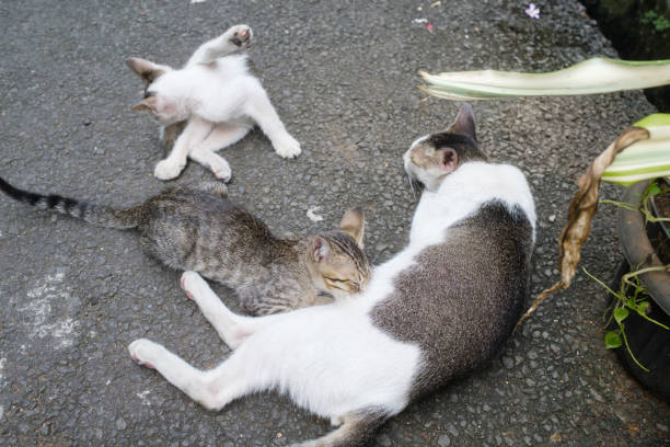Mother cat nursing and feeding her kittens on the street. Kittens next to Mother cat. Mother’s Love, Mom’s Love.