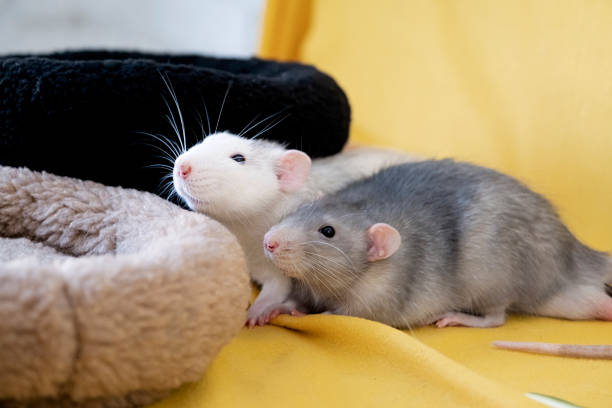 istock little cute rat on yellow couch 2169536653