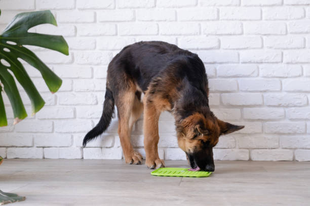 istock cute German shepherd puppy using lick mat for eating food slowly. snack mat 2169536933